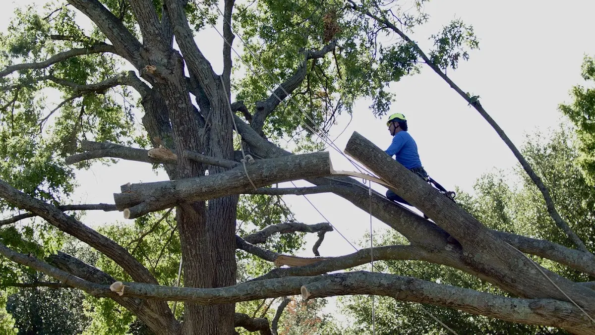 Professional Hazardous Tree Removal performed by certified arborists in Blakeslee